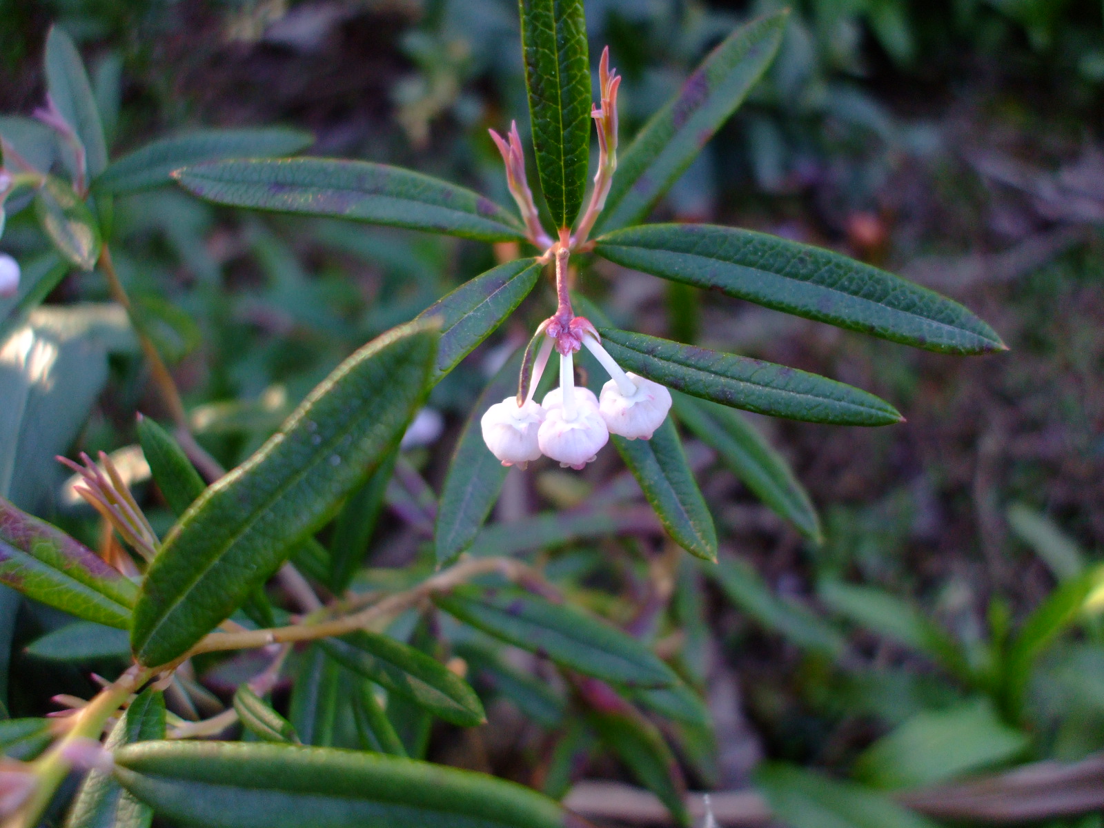 Andromeda polifolia